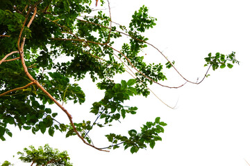 green leaves isolated on white. cut out background.