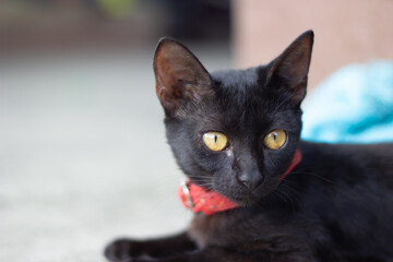 cute baby black cat with red collar