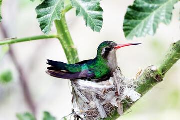 Red-billed hummingbird