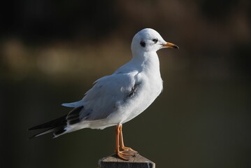 Black-headed gull stands atop a wooden post next to a tranquil body of water.
