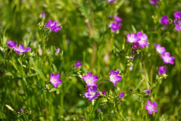 Vibrant display of purple Corncockle flowers seen blooming in a lush green field