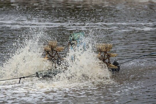 shrimp or prawn farming with aerator pump oxygenation water near the ocean