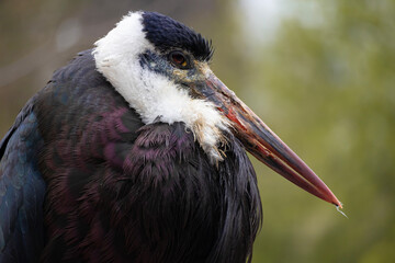 The woolly necked stork portrait