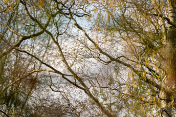 Spring branches of trees with beautiful blue sky 