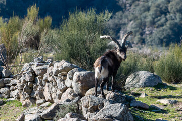 Male Iberian ibex, Capra pyrenaica, in the Sierra de Gredos, Spain
