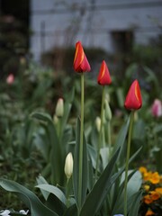 Aesthetically-pleasing shot of vibrant garden tulips in full bloom surrounded by lush green bushes