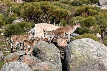 Herd of Iberian ibex, Capra pyrenaica, in the Sierra de Gredos, between green grass and big gray rocks, Spain