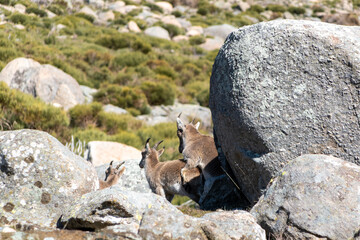 Young Iberian ibexs, Capra pyrenaica, in the Sierra de Gredos, playing happy. Spain