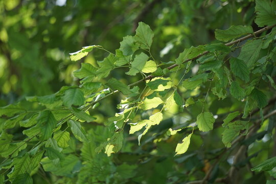 Dalbergia latifolia (also known as sonokeling, sanakeling, rosewood) with a natural background.