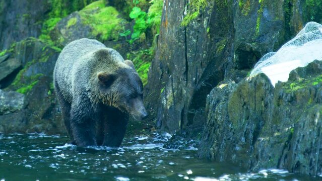 A bear walks in the river and sticks its head in the water looking for fish. Alaska's wilderness: majestic brown bears and summer rivers