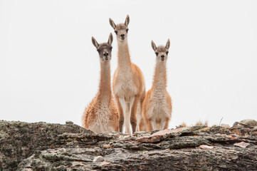 Patagonian guanacos.