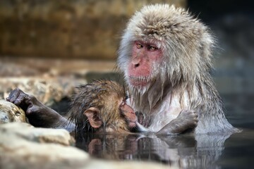 Cute shot of two Macaque monkeys enjoying a refreshing swim in Jigokudani Monkey Park, Japan