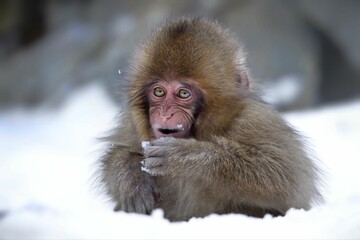 Portrait of a Snow Monkey (Macaca fuscata) in its natural habitat in Jigokudani Monkey Park, Japan