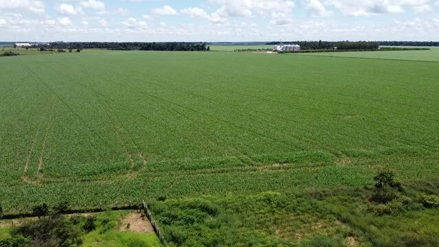 Planta&ccedil;&atilde;o de Soja em Sinop Mato Grosso