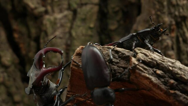 Deer beetles male and female on the bark of a tree close-up. Male stag beetle with large antlers.