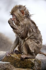 Close-up of a wet snow monkey perched on a rocky outcrop in Jigokudani Monkey Park, Japan