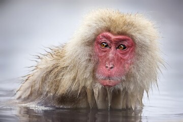 Close-up of a Macaque snow monkey taking a bath in the snow in Jigokudani Monkey Park, Japan