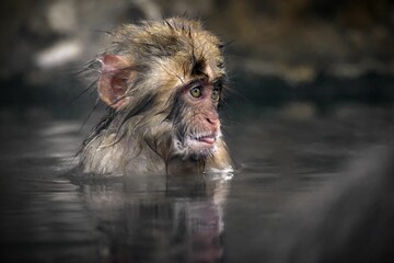 Close-up of a brown-haired snow monkey taking a bath in the snow in Jigokudani Monkey Park, Japan