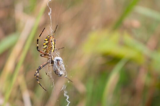 Yellow hunting spider sitting on a white web