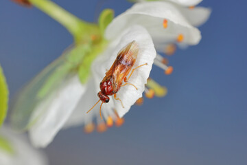 Plum sawfly (Hoplocampa flava) on plum blossoms. Larvae bore in the unripe fruits. An important pest of plum trees causing significant damage at orchards and home gardens.