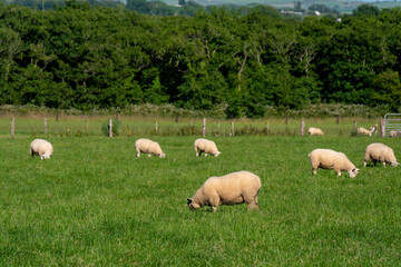 Fototapeta premium A flock of sheep. Livestock farm. Grazing animals. Herd of sheep on grass field