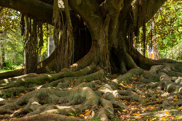 Obraz premium Close up on Tree