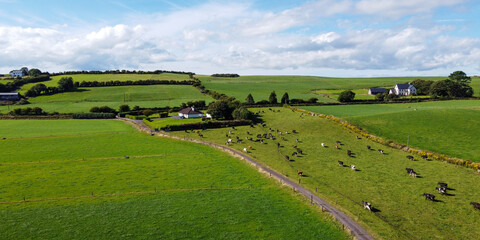 Fototapeta na wymiar A herd of cows on a fenced green pasture in Ireland, top view. Organic Irish farm. Cattle grazing on a grass field, landscape. Animal husbandry. Green grass field under blue sky