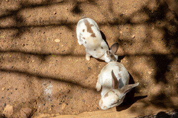landscapes and animals of chicamocha