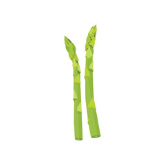 Vector illustration of asparagus. Healthy vegetable for cooking.