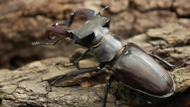 Stag beetle on tree bark close-up. Beautiful large male beetle insect with large horns.