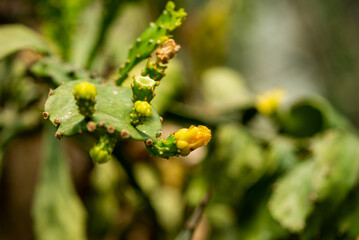 Cactus close-up
