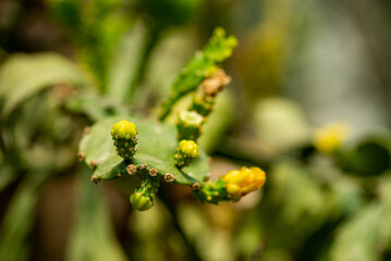 Cactus close-up