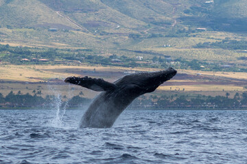 Humpback whale breaching