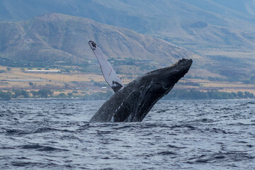 Humpback whale breaching