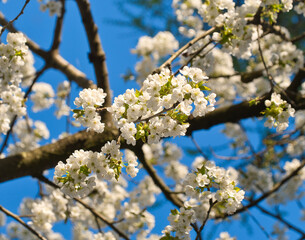 Kirschblüten