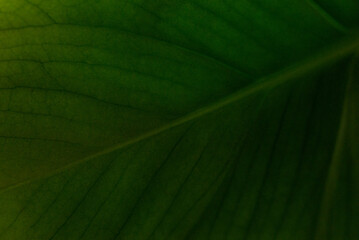 Macro on leaves