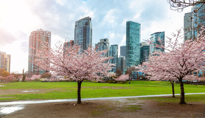 Cherry Blossom in Downtown Vancouver, British Columbia, Canada. Cloudy Rainy Day in the City.