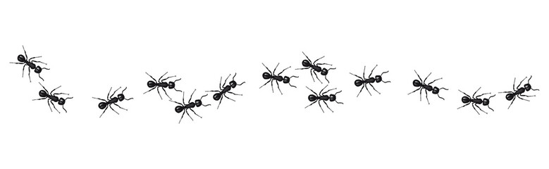 A line of worker ants marching in search of food.