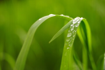 Fresh green grass in rain drops in spring garden