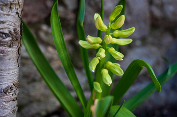 Obraz premium Green bud and leaves of the Muscari plant