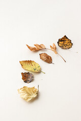 fall leaves and bits on beige background