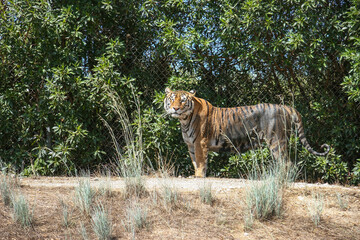 Tigre de Bengala (Panthera tigris tigris), también conocido como tigre de Bengala real o tigre...