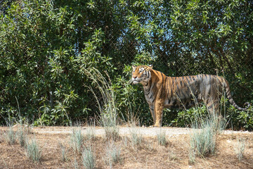 Tigre de Bengala (Panthera tigris tigris), también conocido como tigre de Bengala real o tigre...