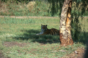 Tigre de Bengala a la sombra de bajo de un árbol