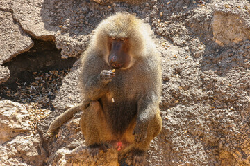 Mandril sentado de frente