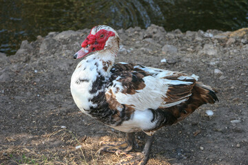 Pato Muscovy doméstico blanco y negro, con carúnculos rojos brillantes en su cara, en un safari...