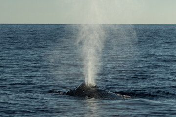 Humpback whale spouting blowing