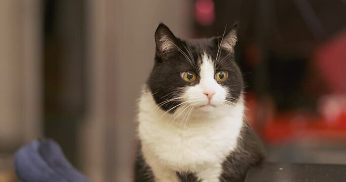 Cat squints its eyes, moves its head in different directions. Pet blinks its eyes, close-up, indoors.