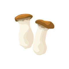Vector illustration of king oyster mushroom Pleurotus eryngii on white background. Edible fungi sliced for vegetarian food full of protein