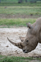 Obraz premium white rhino in the wild